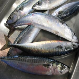 Frozen Atlantic Mackerel
