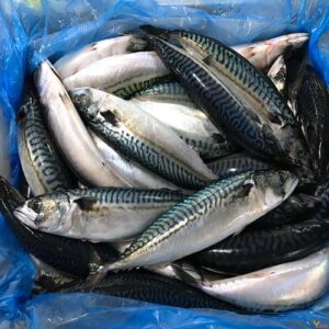 Frozen Mackerel Fish