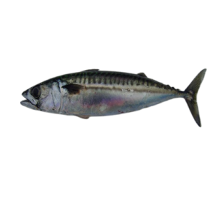 Scomber Scombrus Mackerel