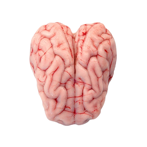 Frozen Pork Brain
